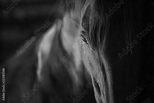 dark bay horse close up of eye