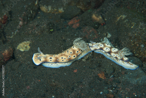 Hypselodoris tryoni Nudibranch photo
