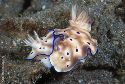 Hypselodoris tryoni Nudibranch