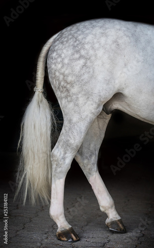 braided tail of a grey hunter horse on black background