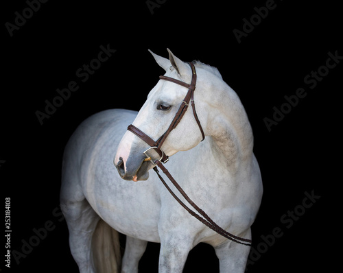 Slika na platnu grey hunter horse on black background with reins