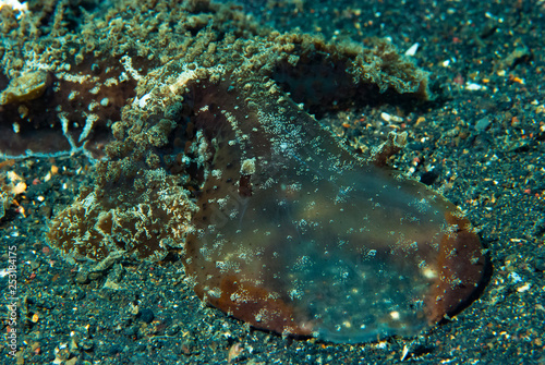 Bild auf Leinwand Melibe viridis Nudibranch