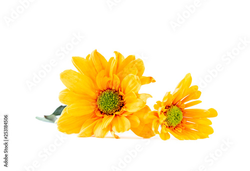 Vibrant yellow Gerbera Daisy flowers   Isolated on white background