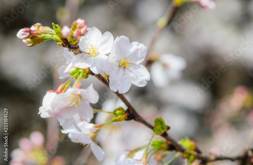 Sakura flowers in the garden