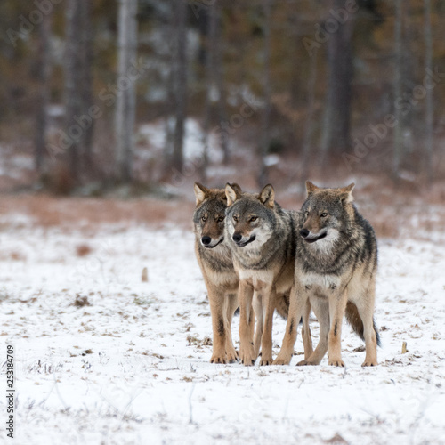 Three wild wolf siblings in Finland