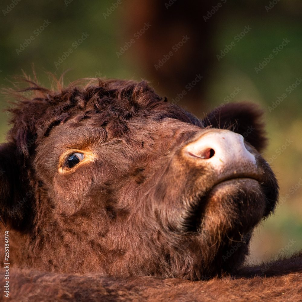 Brown cow Brown cow