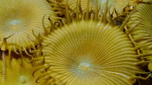 Closeup of soft corals polyps Protopalythoa sp. Macro 1: 1, underwater shots photo