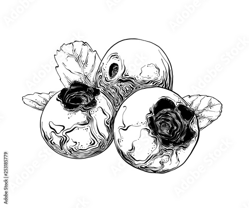 Hand drawn sketch of blueberry in black. Isolated on white background. Drawing for posters, decoration and print. Vector illustration