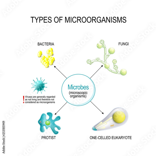 fungi microorganisms