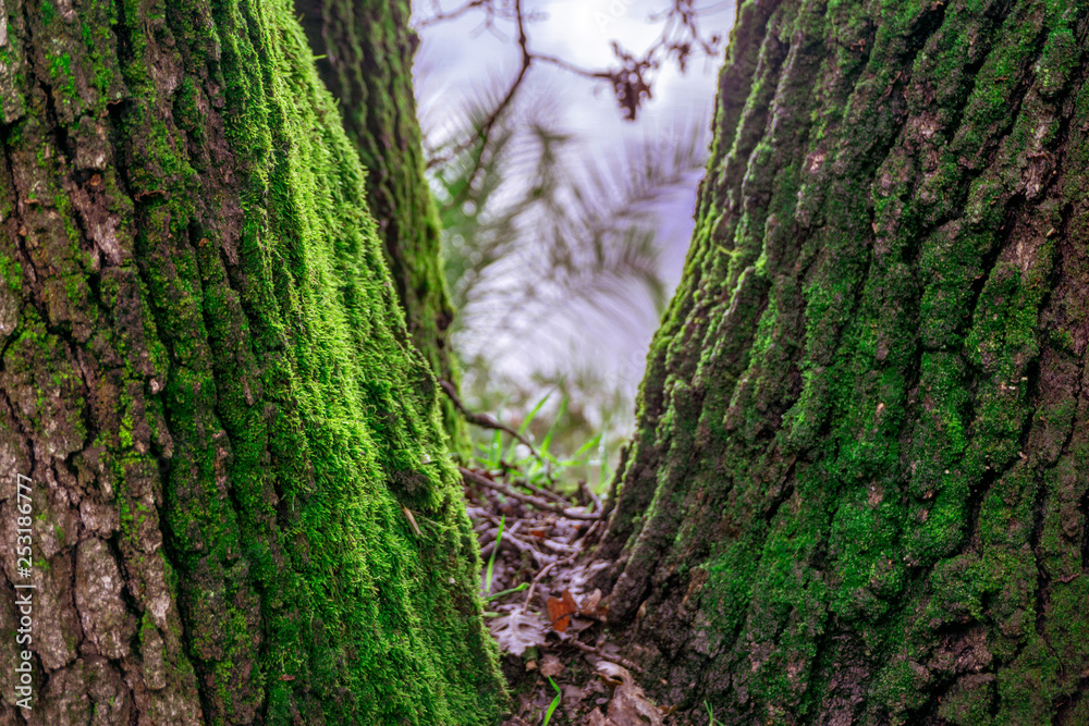 Fototapeta premium Moss growing between tree trunks in Folsom, California hiking trails