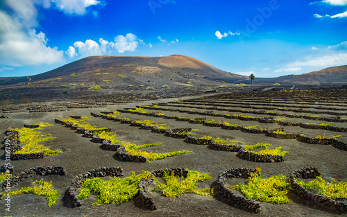 Lanzarote vineyard. Green plants on the black volcanic soil of the volcanic island