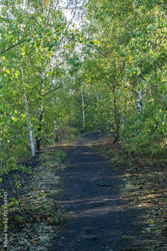 Nature and landscape concept: view of the path in the birch forest. Nature and landscape concept: view of the path in the birch forest.