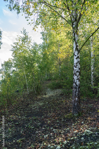 Nature and landscape concept  view of the path in the birch forest.