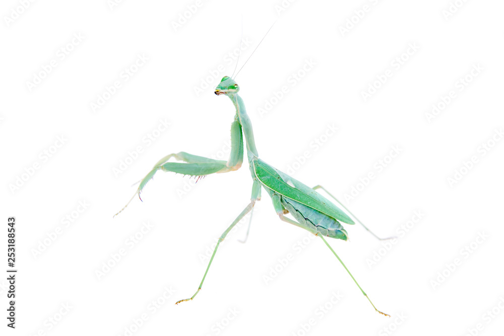 Giant african mantis, Sphodromantis viridis, on white Giant african mantis, Sphodromantis viridis, on white