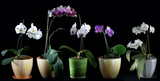 beautiful orchids are highlighted on a dark background