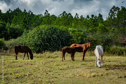 wild horses grazing in a field