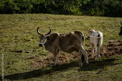 wild steer in the field