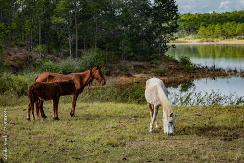 wild horses grazing by the lake