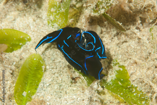 Chelidonura varians Sea Slug photo