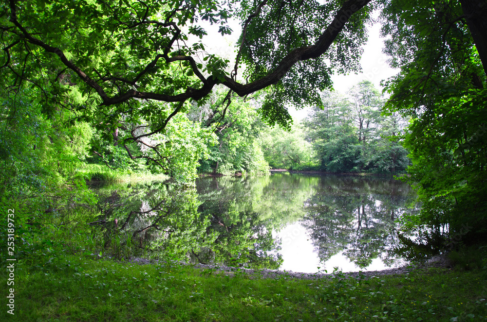 Obraz premium small forest lake on a Sunny summer day