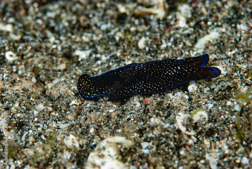 Philinopsis reticulata Sea Slug