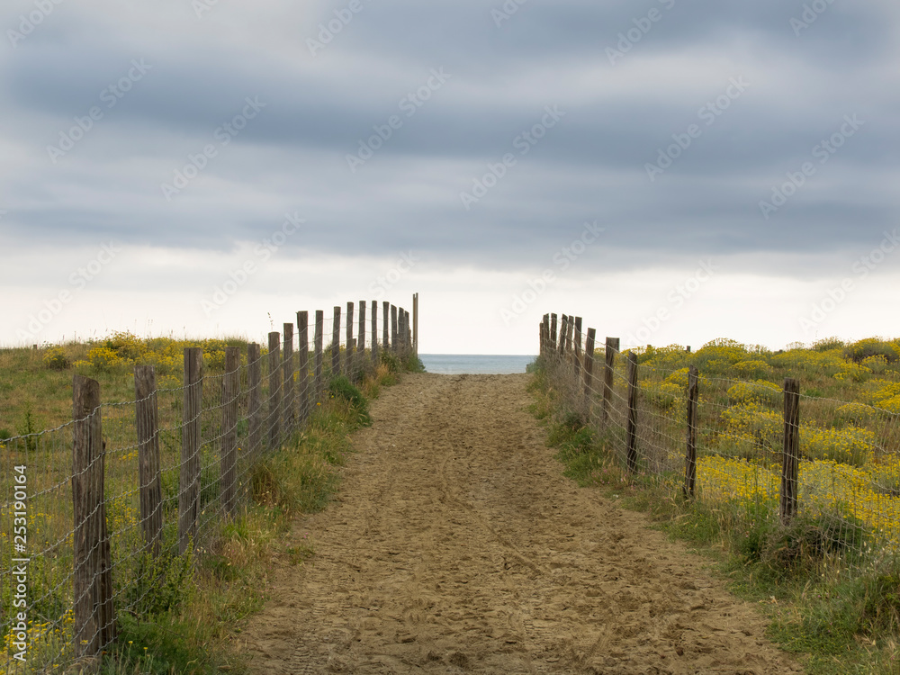 path  to the ocean between  dunes covered with yellow flowers