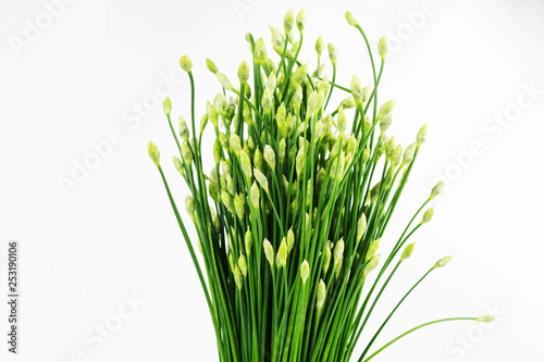 Chinese Chive or Chives flower isolated on white background