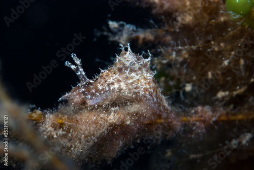 Sea Slug Bursatella cfr. leachi