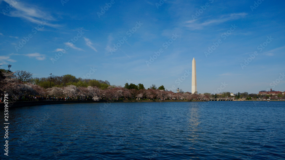 America DC/Sakura,Cherry blossoms of US-Japan friendship.Sakura and National monument.