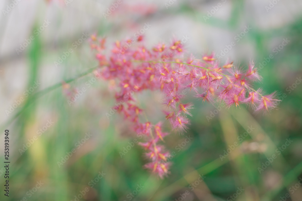 Fresh soft beautiful flowers on Inflorescence of Natal grass or Natal redtop (Melinis Repens) are blooming near the wayside of the road in rural Thailand Fresh soft beautiful flowers on Inflorescence of Natal grass or Natal redtop (Melinis Repens) are blooming near the wayside of the road in rural Thailand