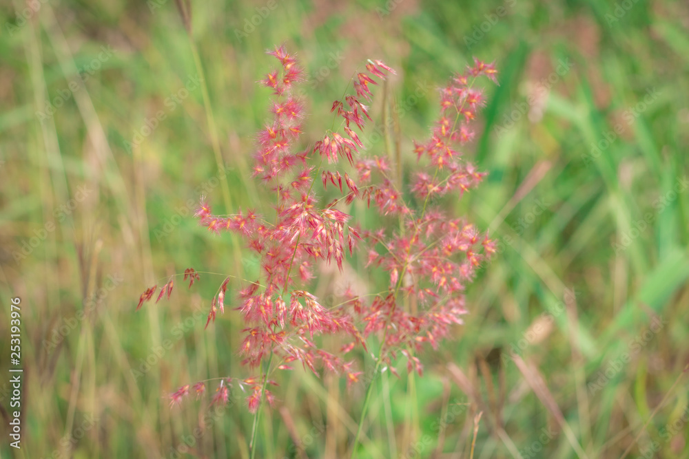 Fresh soft beautiful flowers on Inflorescence of Natal grass or Natal redtop (Melinis Repens) are blooming near the wayside of the road in rural Thailand Fresh soft beautiful flowers on Inflorescence of Natal grass or Natal redtop (Melinis Repens) are blooming near the wayside of the road in rural Thailand