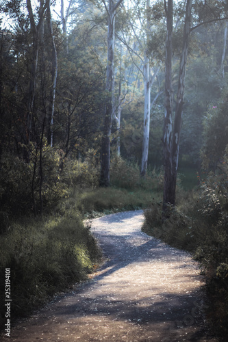 Camino en el bosque 