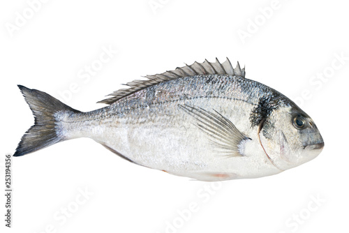 Sea bream fish isolated on white background. photo