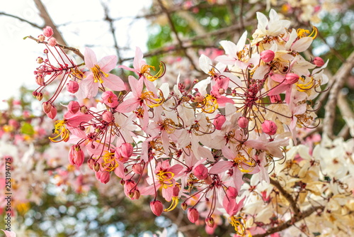 Beautiful soft pink and white flowers of Wishing Tree, Pink Shower, Pink cassia, Pink and White Shower Tree (Cassia Bakeriana Craib) are blossoming on tree in the tropical forest of Thailand