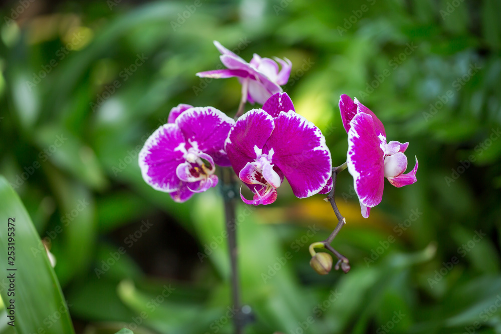 Closeup orchids wallpaper background print