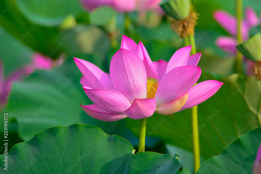 Blooming lotus flowers in the park