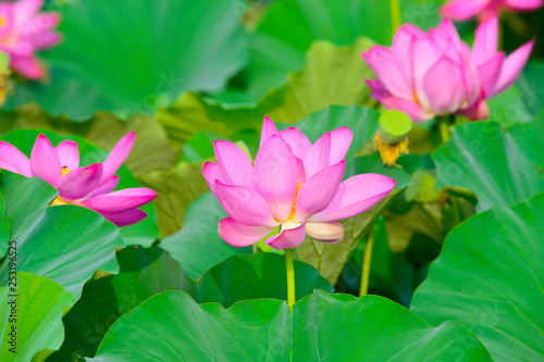 Blooming lotus flowers in the park