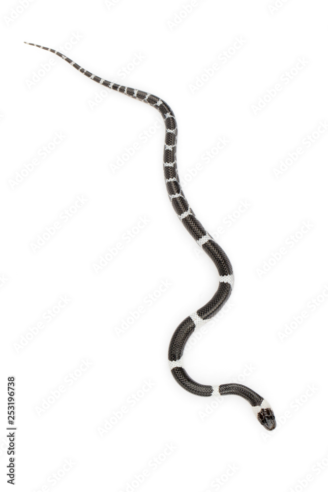 Image of little snake (Lycodon laoensis) on white background., Reptile,. Animals Image of little snake (Lycodon laoensis) on white background., Reptile,. Animals