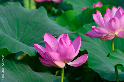 Blooming lotus flowers in the park