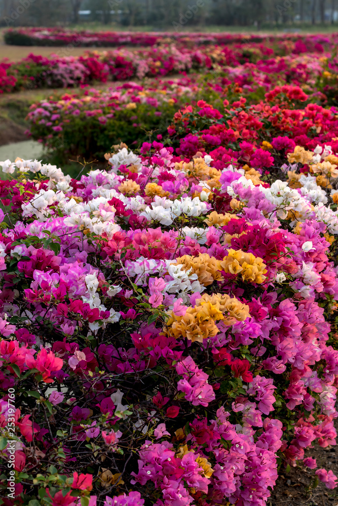 Obraz premium Many bougainvillea flowers in the arid garden.