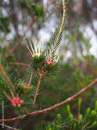 pink and white australian native plant