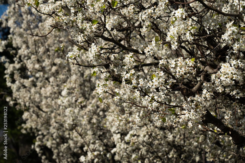 Dogwood tree blossoms on a beautiful spring day Dogwood tree blossoms on a beautiful spring day