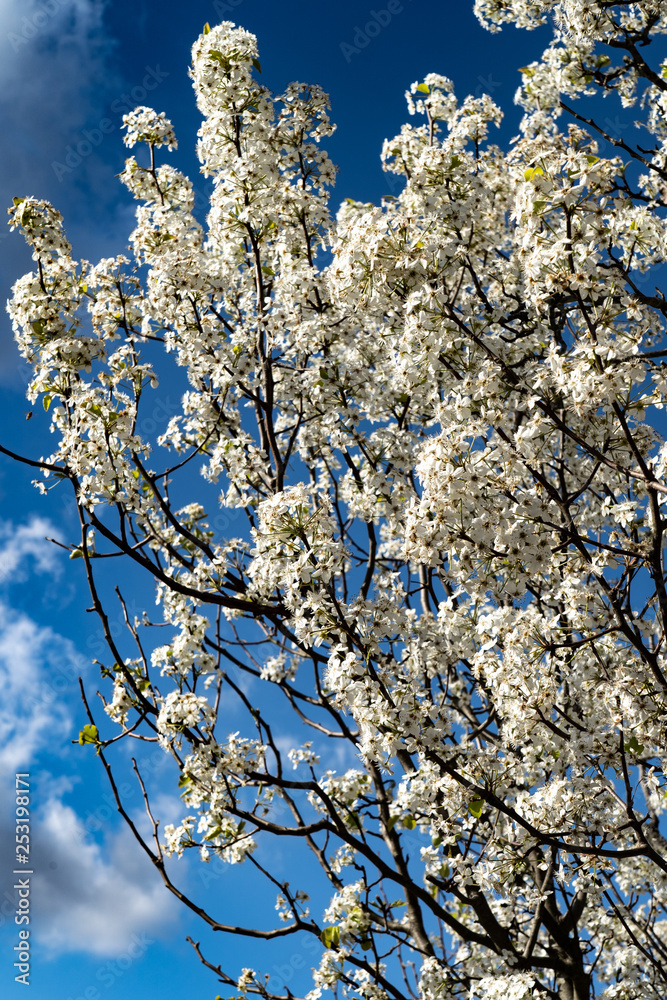 Dogwood tree blossoms on a beautiful spring day Dogwood tree blossoms on a beautiful spring day