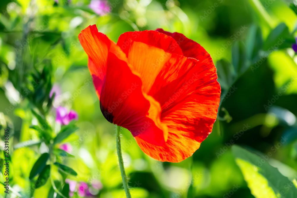 Red poppy flower on a green field in bright sunny day in summer. Nature wallpaper blurred background. Image is not in focus. Blossoming poppy for poster. Red poppy flower on a green field in bright sunny day in summer. Nature wallpaper blurred background. Image is not in focus. Blossoming poppy for poster.