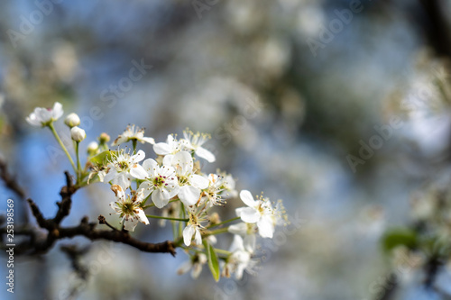 Dogwood tree blossoms on a beautiful spring day