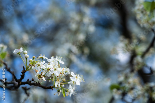 Dogwood tree blossoms on a beautiful spring day