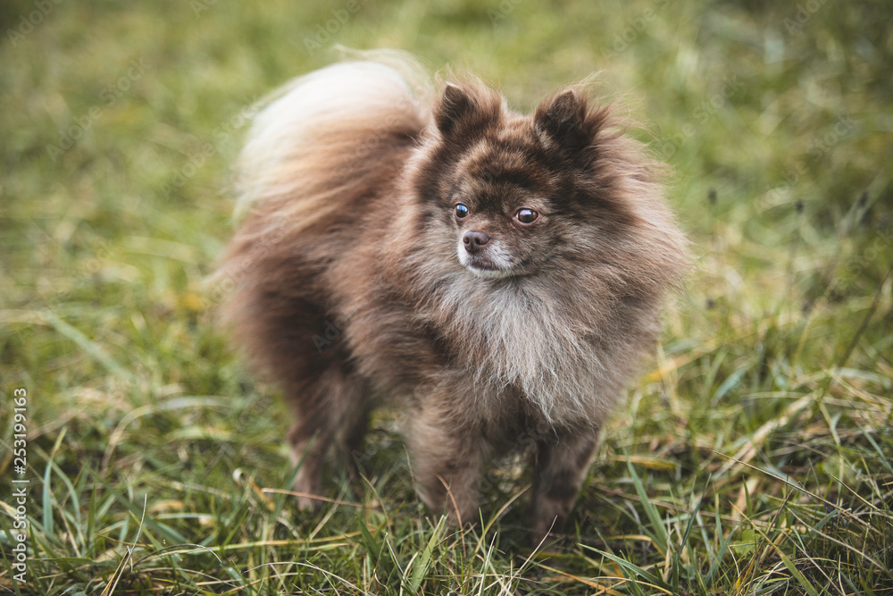 Pomeranian Pomeranian