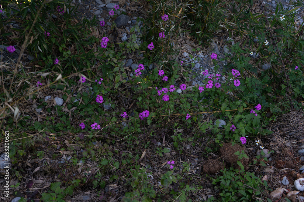 Obraz premium Flores