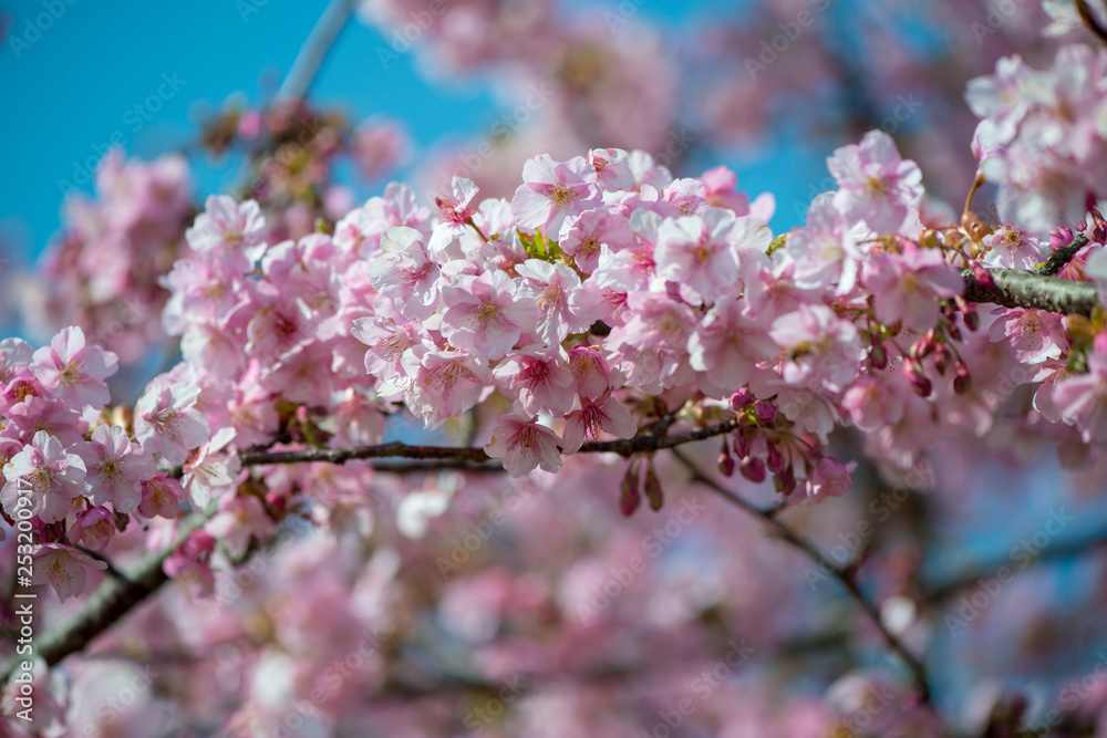 豊前の河津桜