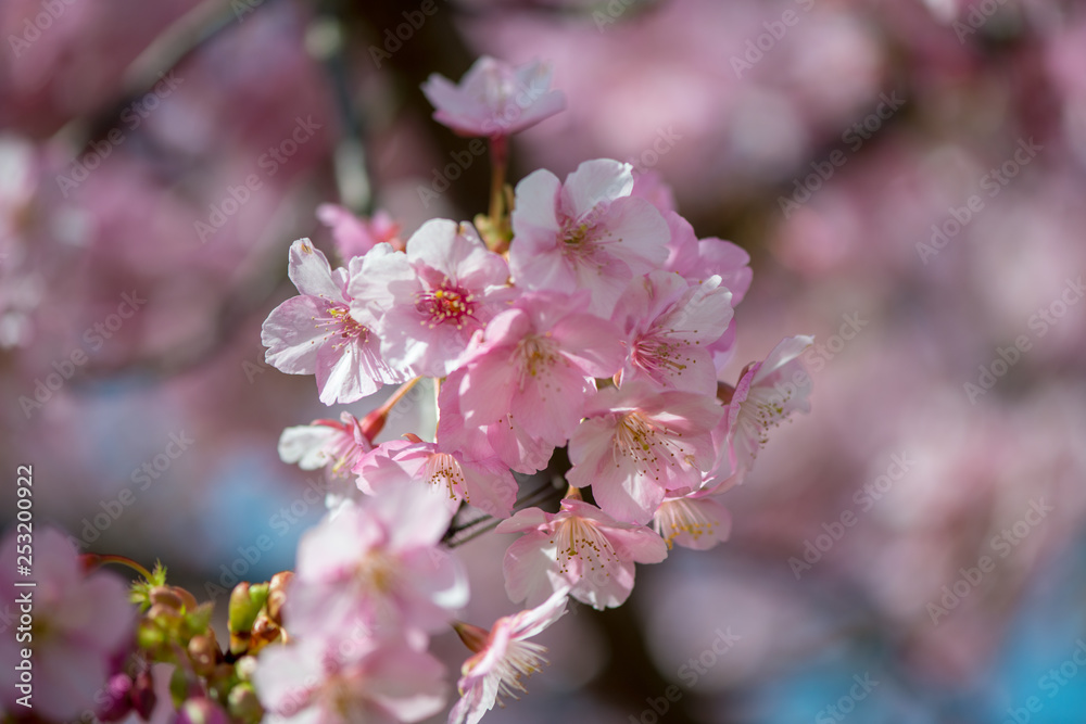 豊前の河津桜